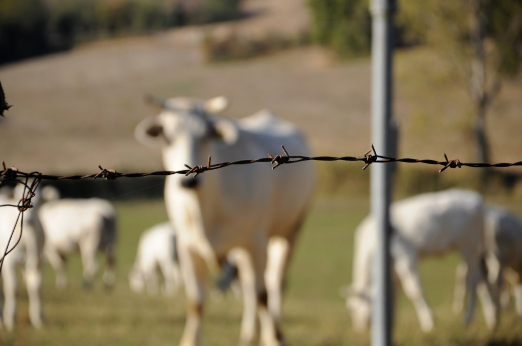 Chianina