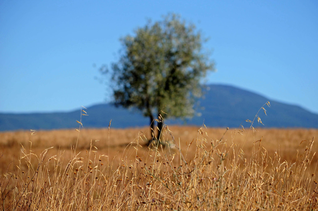Pienza 2